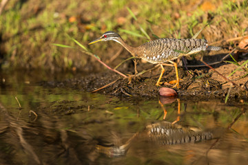 A Splendid Sunbittern (Eurypyga helias) walks along the bank of a river in the Brazilian Pantanal