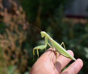 Praying mantis on man's hand.