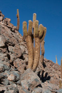 These cactus grow in the Guatin Valley, outside of San Pedro de Atacama, near the Bixama River.