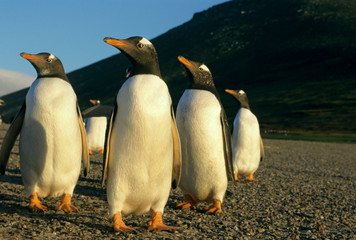 Fototapeta premium Gentoo Penguins, (Pygoscelis papua), sunset, Falkland Islands.