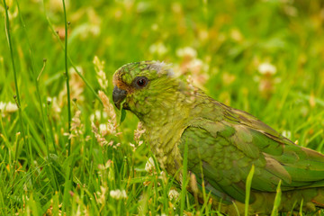 Chile, Patagonia, Torres del Paine National Park. Austral parakeet in grass. Credit as: Cathy & Gordon Illg / Jaynes Gallery / DanitaDelimont.com