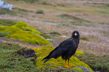 Falkland Islands. West Point Island. Striated caracara (Phalcoboenus australis)