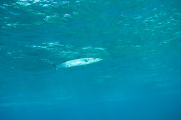 Fototapeta premium Barracuda (Spryraena barracuda), Caribbean Scuba Diving, Roatan, Bay Islands, Honduras, Central America