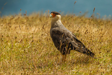 Chile, Patagonia, Torres del Paine National Park. Southern crested caracara bird in grass. Credit as: Cathy & Gordon Illg / Jaynes Gallery / DanitaDelimont.com