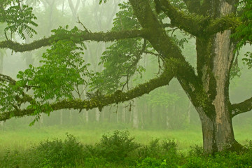 Ecuador, Santa Cruz Island. Mossy tree and fog. Credit as: Cathy & Gordon Illg / Jaynes Gallery / DanitaDelimont.com