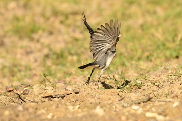 aves 