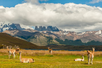 Naklejka premium Chile, Patagonia, Torres del Paine National Park. Landscape of mountains and guanacos. Credit as: Cathy & Gordon Illg / Jaynes Gallery / DanitaDelimont.com