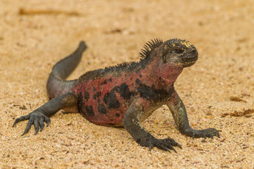 Ecuador, Galapagos National Park. Marine iguana on sand. Credit as: Cathy & Gordon Illg / Jaynes...