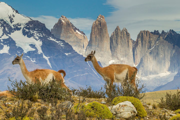Chile, Patagonia, Torres del Paine. Guanacos in field. Credit as: Cathy & Gordon Illg / Jaynes...