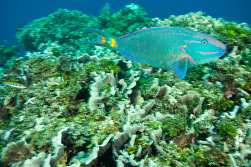 Stoplight Parrotfish (Sparisoma viride), Caribbean Scuba Diving, Roatan, Bay Islands, Honduras,...