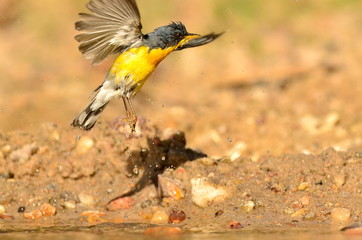 aves 