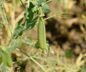 Green peas in the field. Growing peas in the field. Stems and po