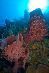 Fototapeta na wymiar Giant Barrel Sponges (Xestopongia muta), Utila, Bay Islands, Honduras, Central America