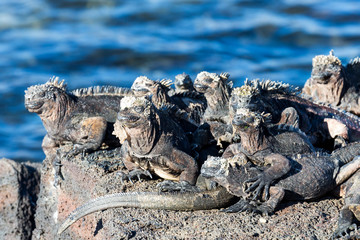 Ecuador, Galapagos Islands, Santiago, Puerto Egas, marine iguana (Amblyrhynchus cristatus)...
