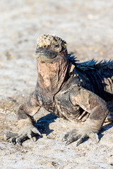 Ecuador, Galapagos Islands, Santiago, Puerto Egas, marine iguana (Amblyrhynchus cristatus).