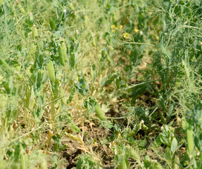 Green peas in the field. Growing peas in the field. Stems and po