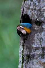 Ecuador, Aguarico River. Blue and yellow Macaws (Ara araruna)