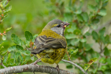 Chile, Patagonia. Black-chinned siskin on limb. Credit as: Cathy and Gordon Illg / Jaynes Gallery / DanitaDelimont.com