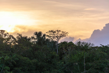 Brazil, Amazon River. View of trees at sunset.