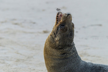 Ecuador, Galapagos National Park. Sea lion playing with feather. Credit as: Cathy & Gordon Illg / Jaynes Gallery / DanitaDelimont.com