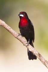 Brazil, Mato Grosso, The Pantanal, silver-beaked tanager (Ramphocelus carbo) on a limb.