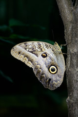Ecuador, Orellana, Napo River. Owl butterfly (Caligo idomeneus) at the La Selva Jungle Lodge