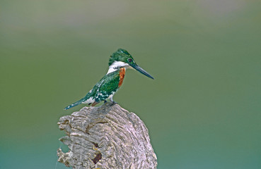 Mexico, Tamaulipas State. Close-up of green kingfisher male perched on stump looking for fish in small pond. 