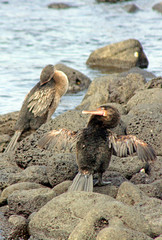 Ecuador, Galapagos Islands. The flightless Galapagos Cormorant.