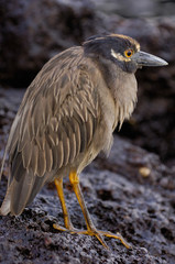 Yellow-crowned night heron (Nyctanassa violacea) Tower (Genovesa) Island Galapagos Islands Ecuador.