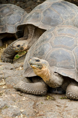 Ecuador, Galapagos, Santa Cruz. Charles Darwin Research Center. Giant Galapagos tortoise. Dome shelled (captive: Geochelone elephantopus)