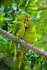 Mexico, Tamaulipas State. Breeding pair of green parakeets preening. 
