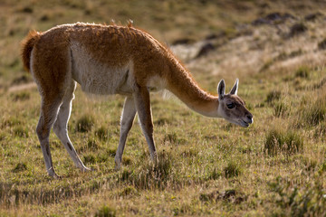Grazing Guanaco. Torres del Paine National Park. Chile. South America. UNESCO biosphere.