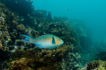 Naklejka na ściany i meble Blue-chin Parrotfish (Scarus ghobban) Galapagos Islands, Ecuador.