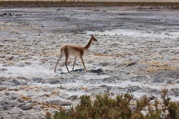 High in the Andes Mountains of the Chilean Atacama desert, at close to 14,000 feet are the El Tatio Geysers. Young vicuna grazing.