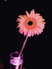 Old pink gerbera daisy flower