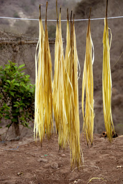 Ecuador, Manta. Small town of El Aromo where the raw material, straw aka Paja Toquilla, is processed to make the world famous Panama hat. Straw drying after cleaning.