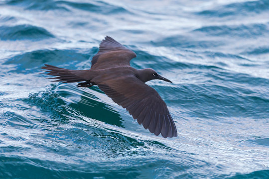 Ecuador, Galapagos Islands, Santa Cruz, Isla Eden, brown Noddy (Anous stolidus galapagensis) flying low over waves.