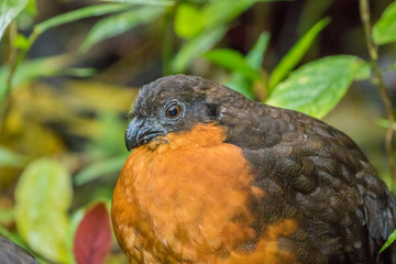 Ecuador, Refugio Paz de Las Aves. Close-up of dark-backed wood-quail. Credit as: Cathy and Gordon Illg / Jaynes Gallery / DanitaDelimont. com
