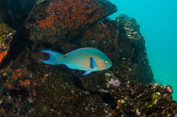 Blue-chin Parrotfish (Scarus ghobban) Galapagos Islands, Ecuador.