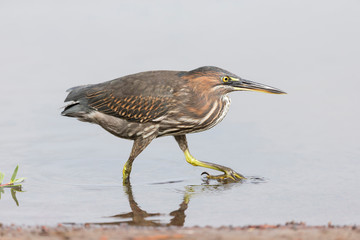 Ecuador, Galapagos Islands, Floreana, Punta Cormoran, striated heron (Butorides striatus) hunting in water.