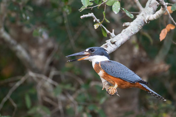 Brazil, Mato Grosso, The Pantanal, ringed kingfisher (Megaceryle torquata) vocalizing.