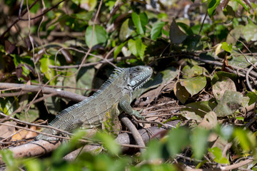 Brazil, Mato Grosso, The Pantanal, Rio Cuiaba, green iguana (Iguana iguana).