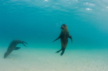 Obraz premium Galapagos Sea lion (Zalophus wollebaeki) underwater, Galapagos, Ecuador.