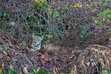 Brazil, Mato Grosso, The Pantanal, Rio Cuiaba, jaguar (Panthera onca) buried in leaf litter along the river bank.