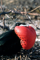 Frigate bird Galapagos Islands, Ecuador