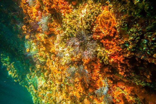 Mexico, Baja California Sur, Isla San Jose. Underwater coral wall. Credit as: Cathy and Gordon Illg / Jaynes Gallery / DanitaDelimont.com