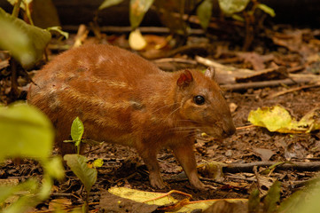 Paca (Agouti Paca) Amazon Rain Forest. Ecuador, South America