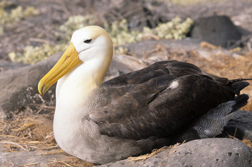 Waved albatross Isla Espanola, Galapagos Islands, Ecuador