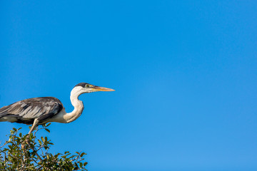 Great Blue Heron perched on a tree looks out over the Brazilian Pantanal with blue sky in the background