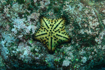 Chocolate Chip Star (Nidorellia armata) Central Isles Galapagos Islands Ecuador. South America